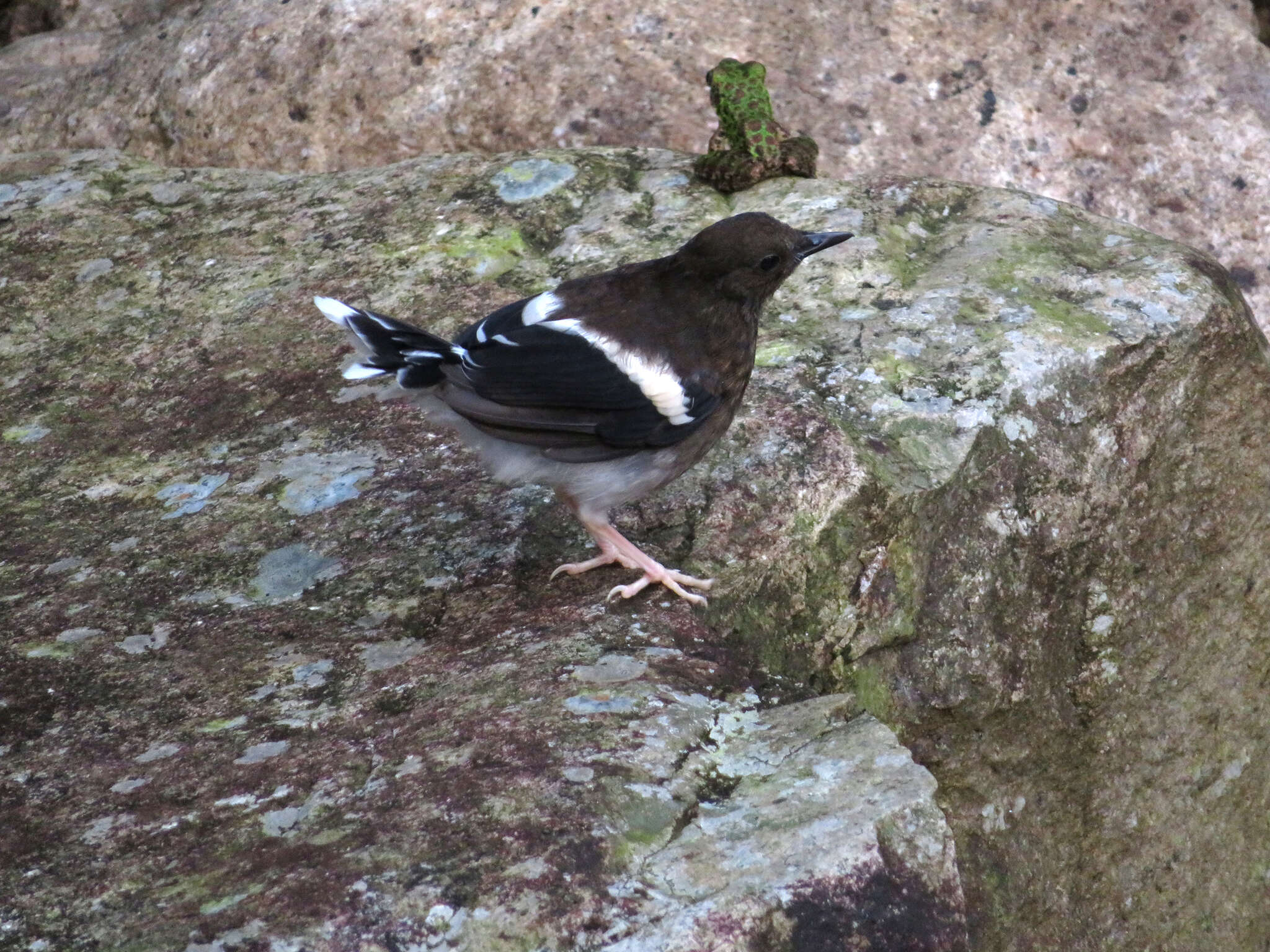 Image of Spotted Forktail