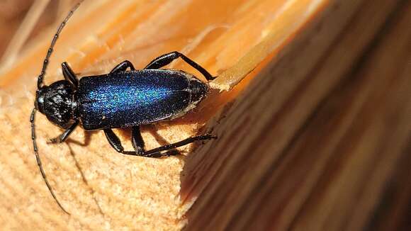 Image of Long-horned beetle