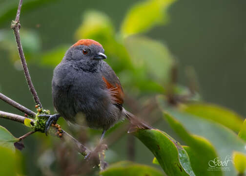 Image of Slaty Spinetail