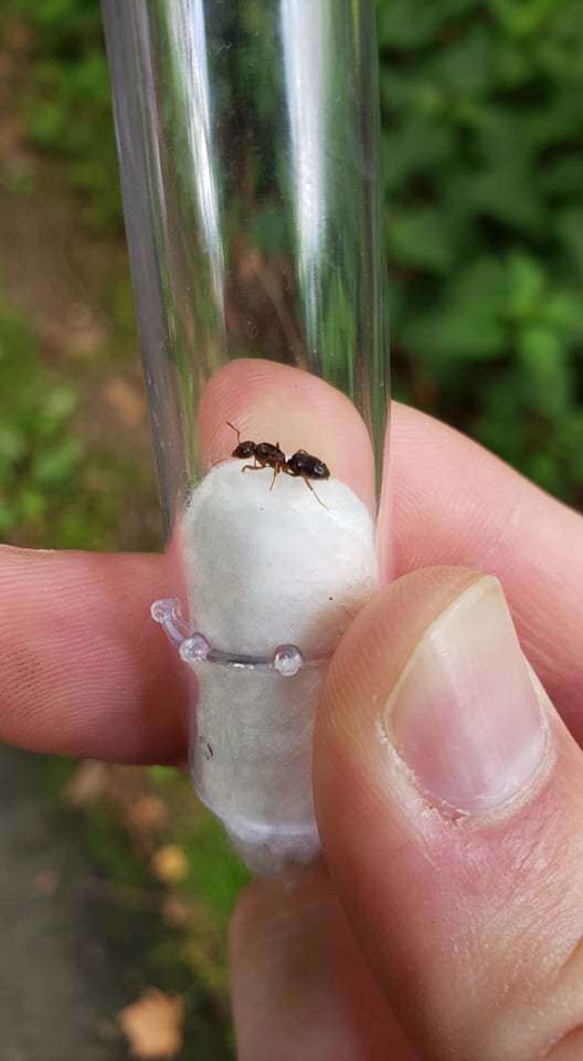 Image of Lasius speculiventris Emery 1893