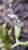 Image of Cordilleran Valerian