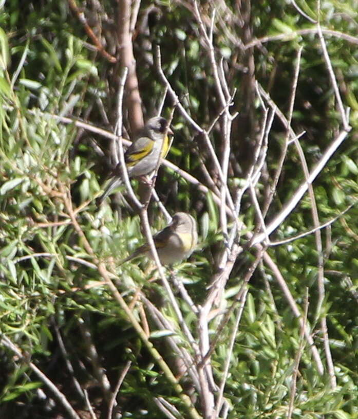 Image of Lawrence's Goldfinch