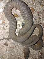 Image of Brazos Water Snake