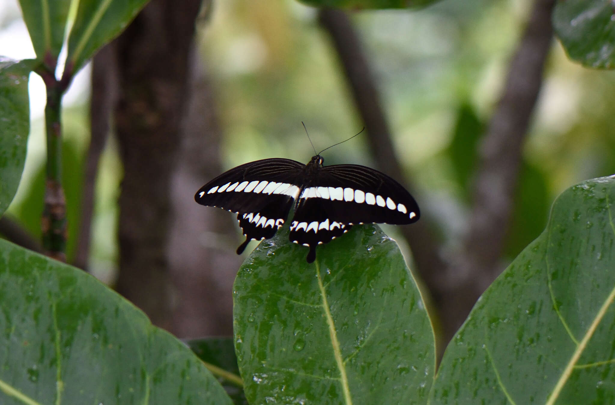 Sivun Papilio gigon Felder & Felder 1864 kuva