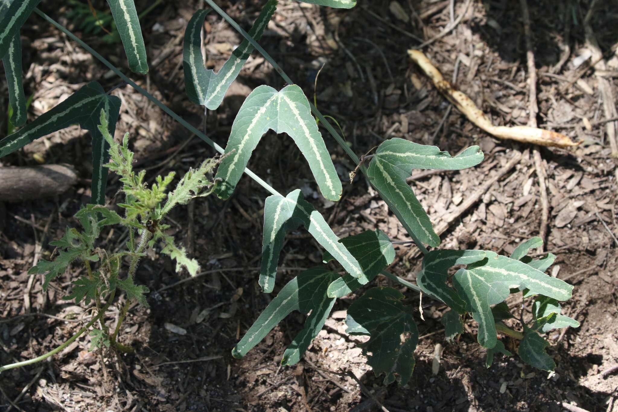 Passiflora mexicana A. Juss. resmi