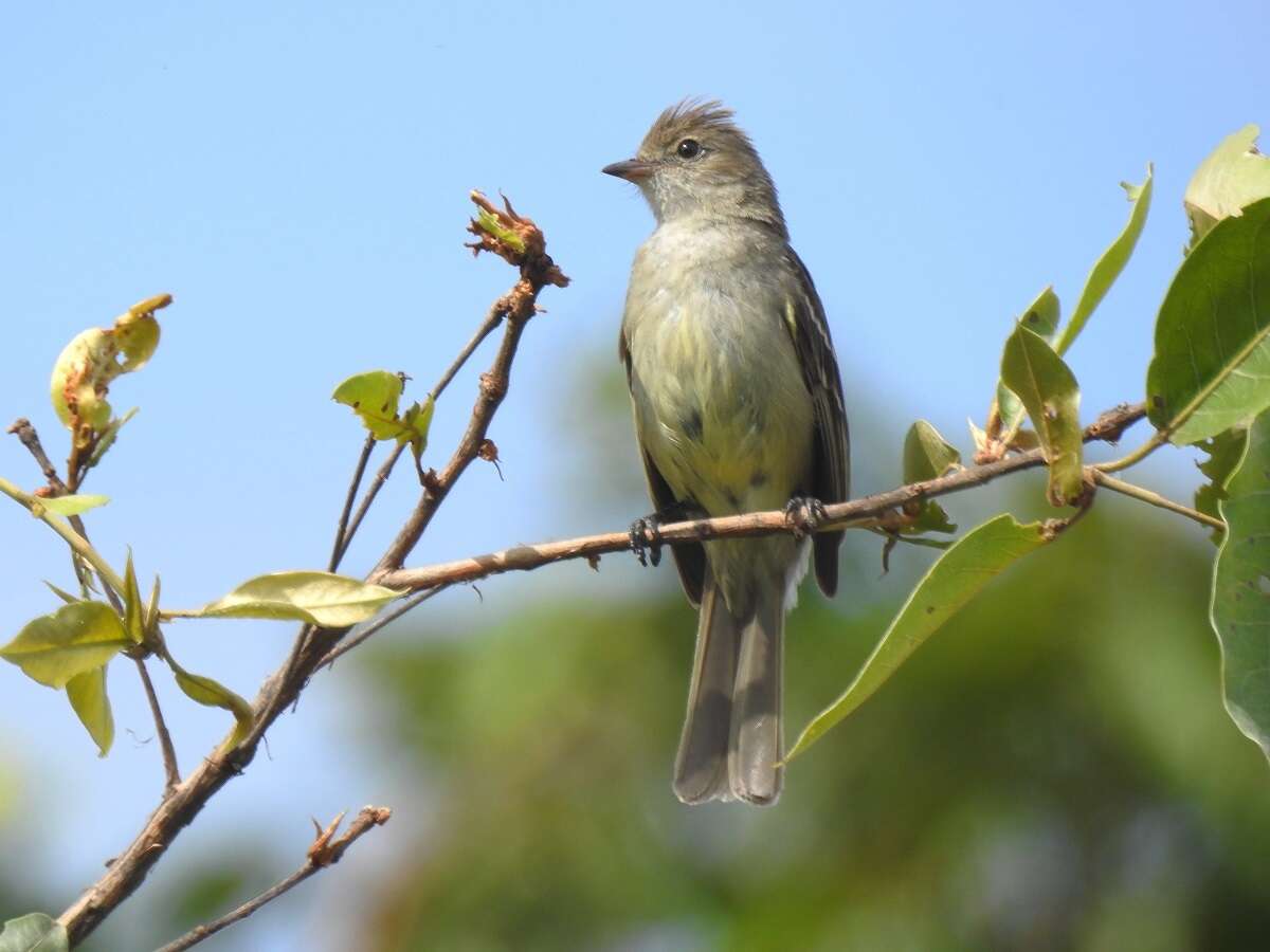 Image of Lesser Elaenia