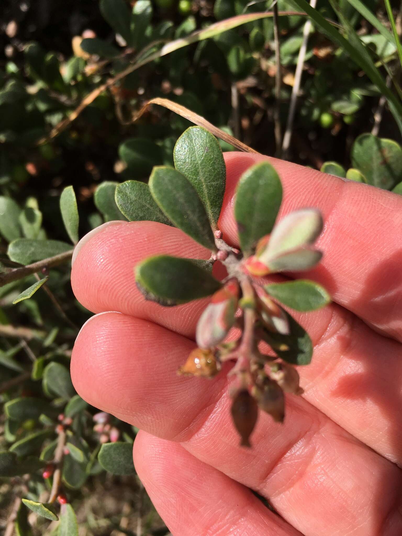 Слика од Arctostaphylos pumila Nutt.