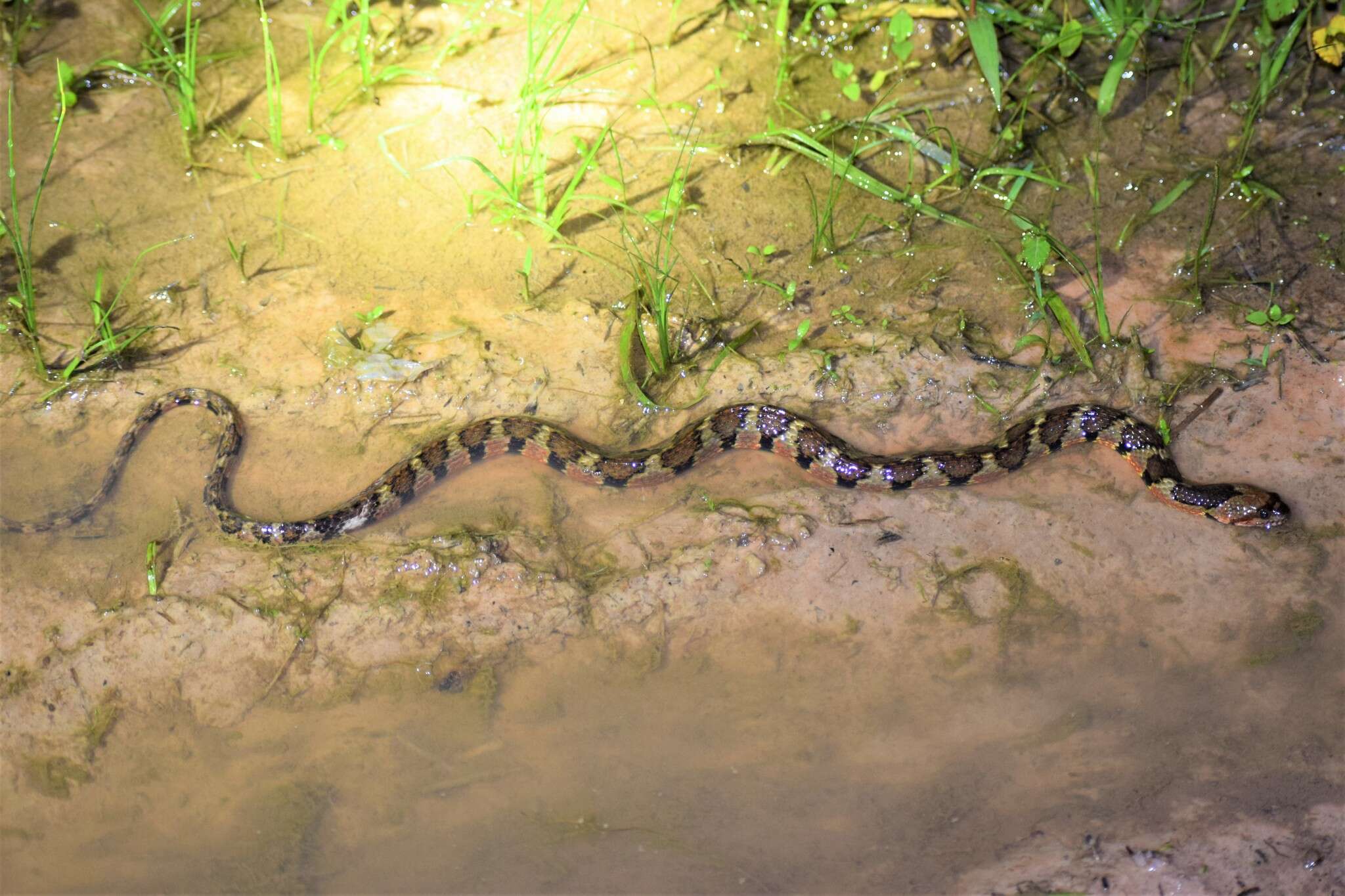 Helicops angulatus (Linnaeus 1758) resmi