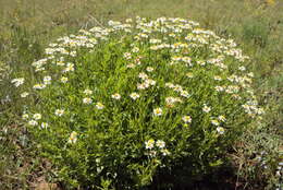 Image of Afroaster peglerae (Bolus) J. C. Manning & Goldblatt