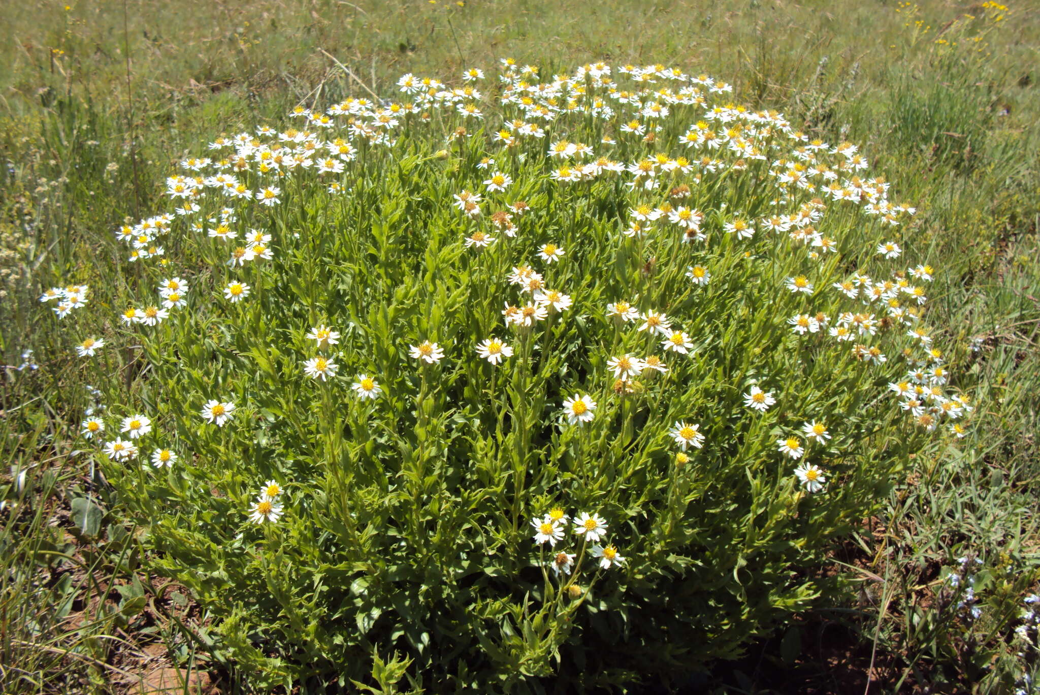 Image of Afroaster peglerae (Bolus) J. C. Manning & Goldblatt