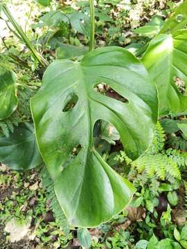 Image of Monstera acuminata K. Koch