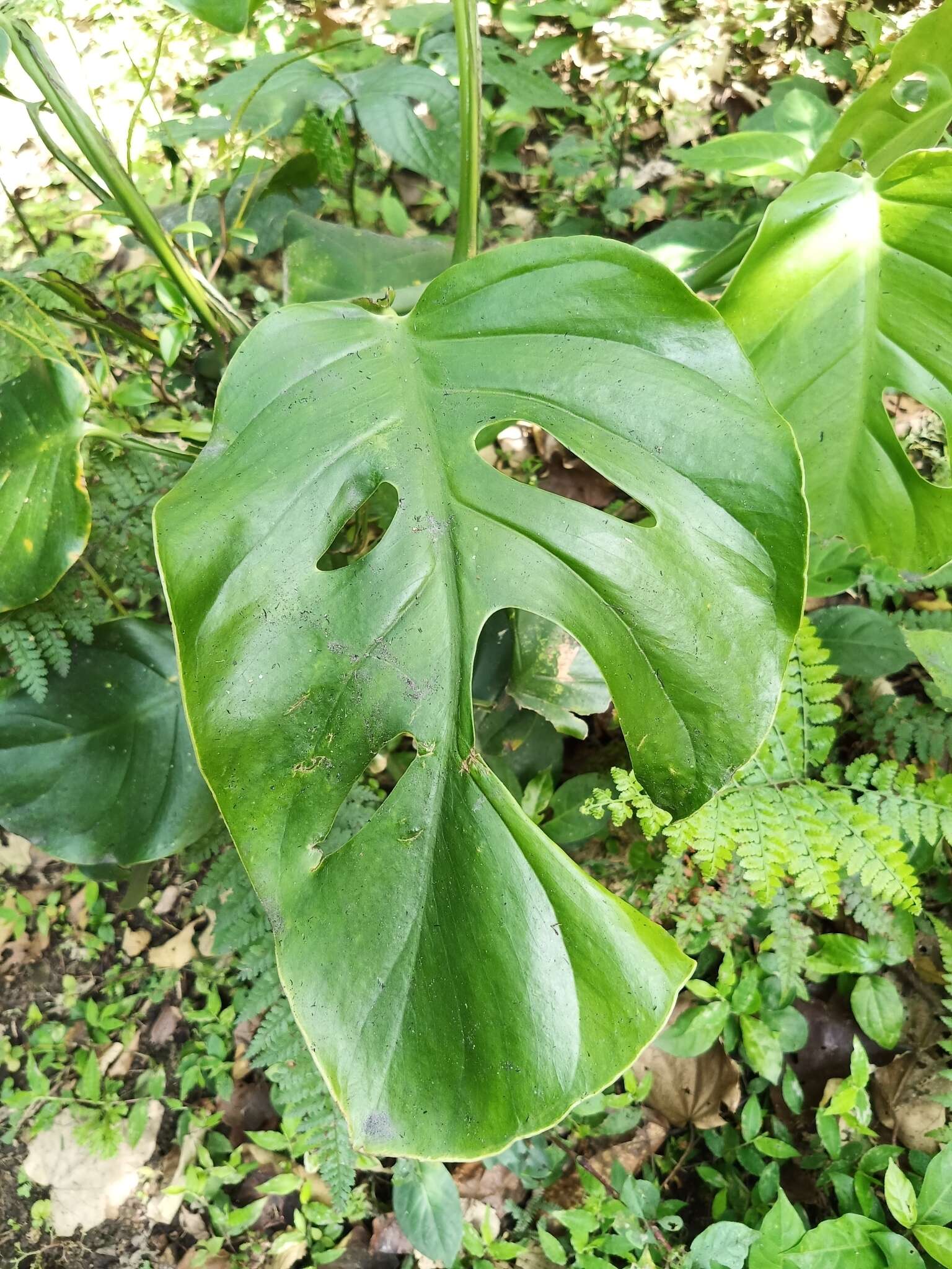 Image of Monstera acuminata K. Koch