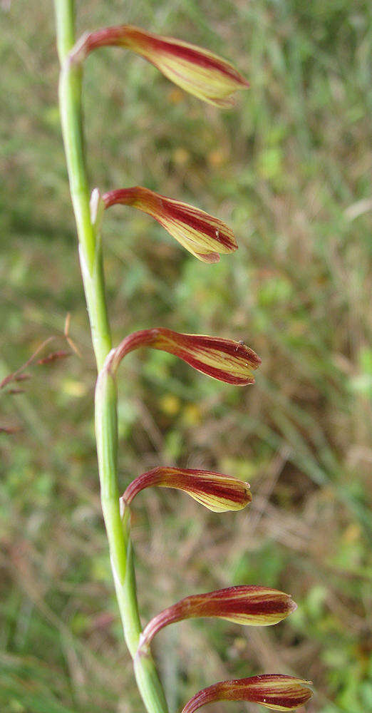 Hesperantha radiata subsp. radiata的圖片