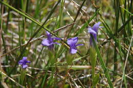 Image of One-Flower Fringed-Gentian