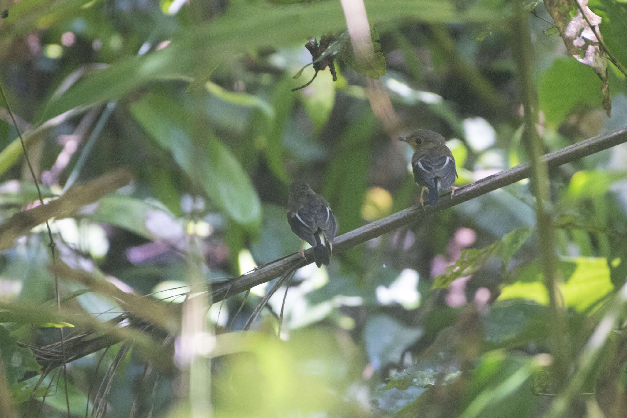 Image of Rufous-chested Flycatcher