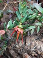 Image of Darwinia citriodora (Endl.) Benth.