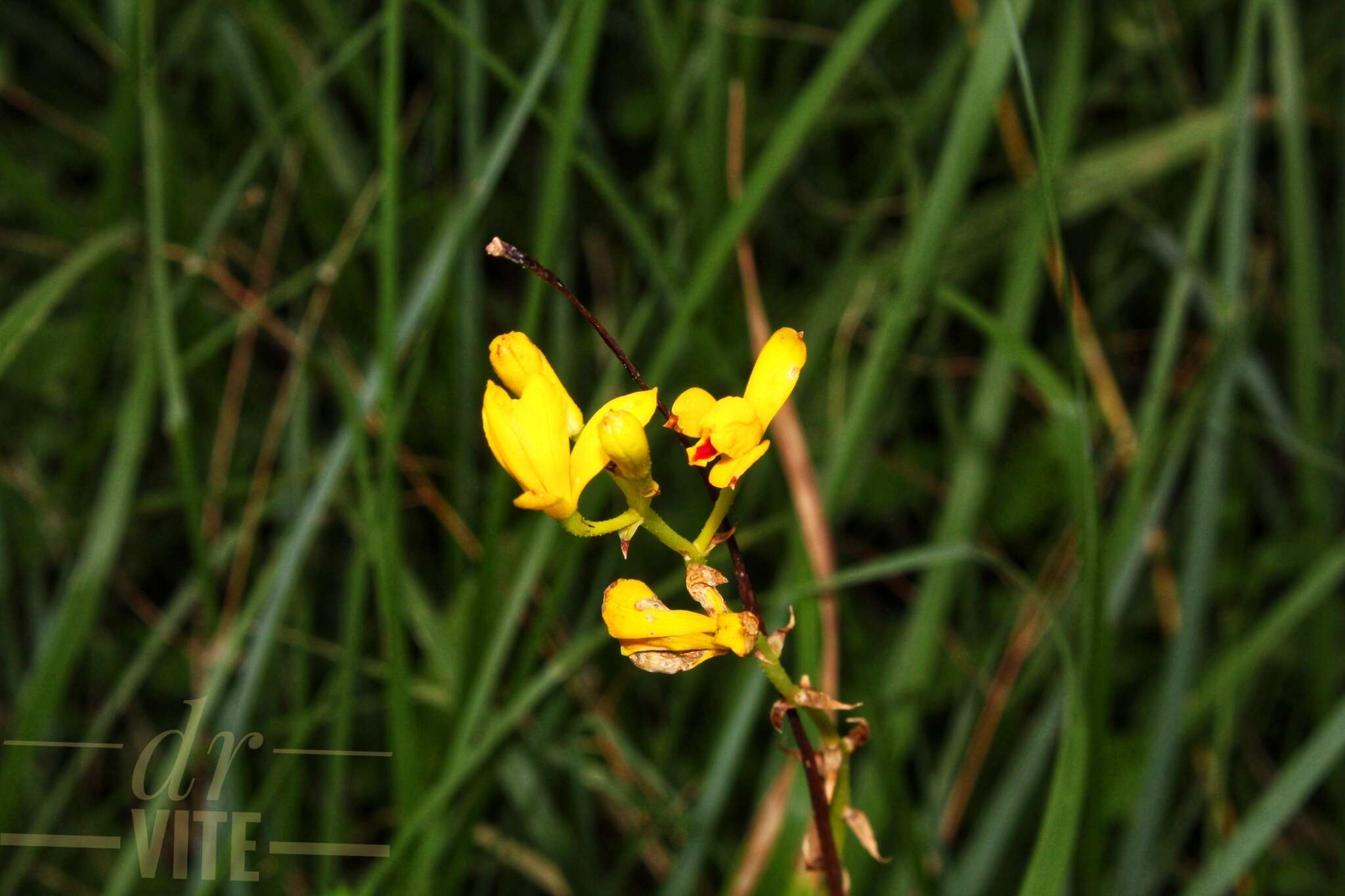 Image of Bletia adenocarpa Rchb. fil.