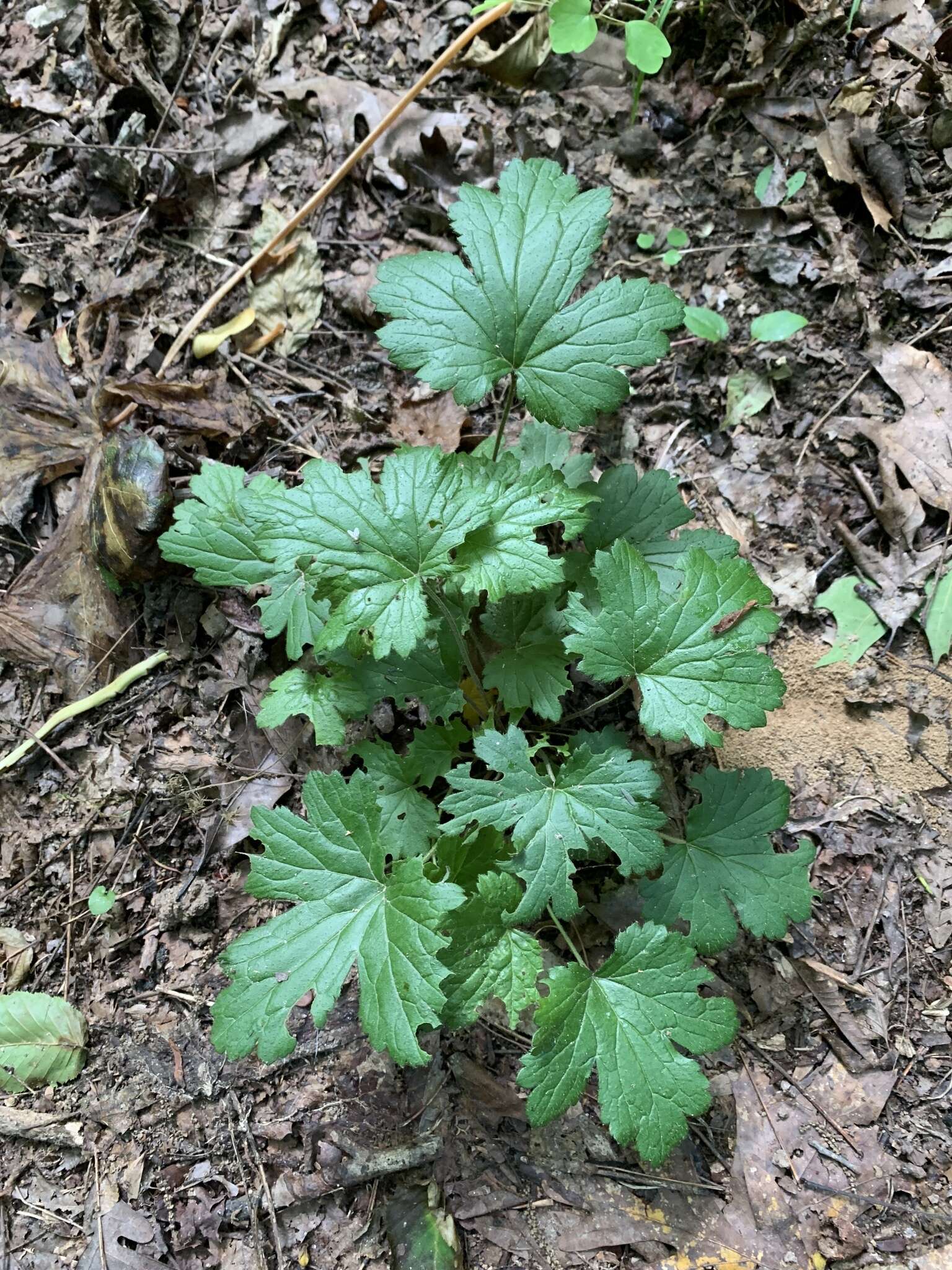 Image of piedmont barren strawberry