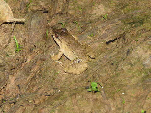 Image of Leptodactylus petersii (Steindachner 1864)