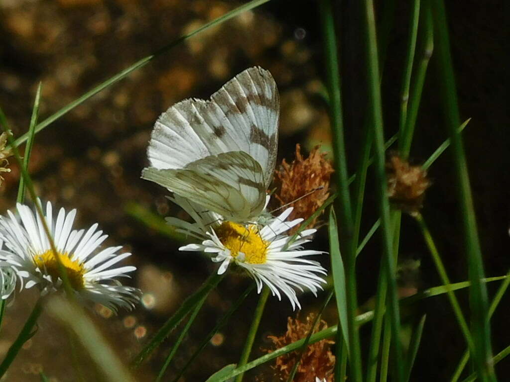 Image of Pontia occidentalis occidentalis