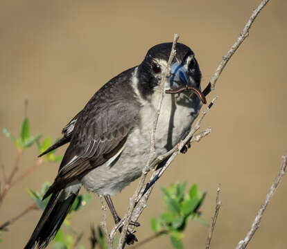 Image of Cracticus torquatus leucopterus Gould 1848