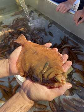 Image of Hornyhead turbot