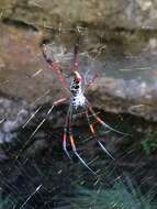 Image of Trichonephila inaurata (Walckenaer 1841)