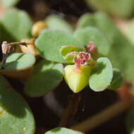 Imagem de Euphorbia taihsiensis (Chaw & Koutnik) Oudejans