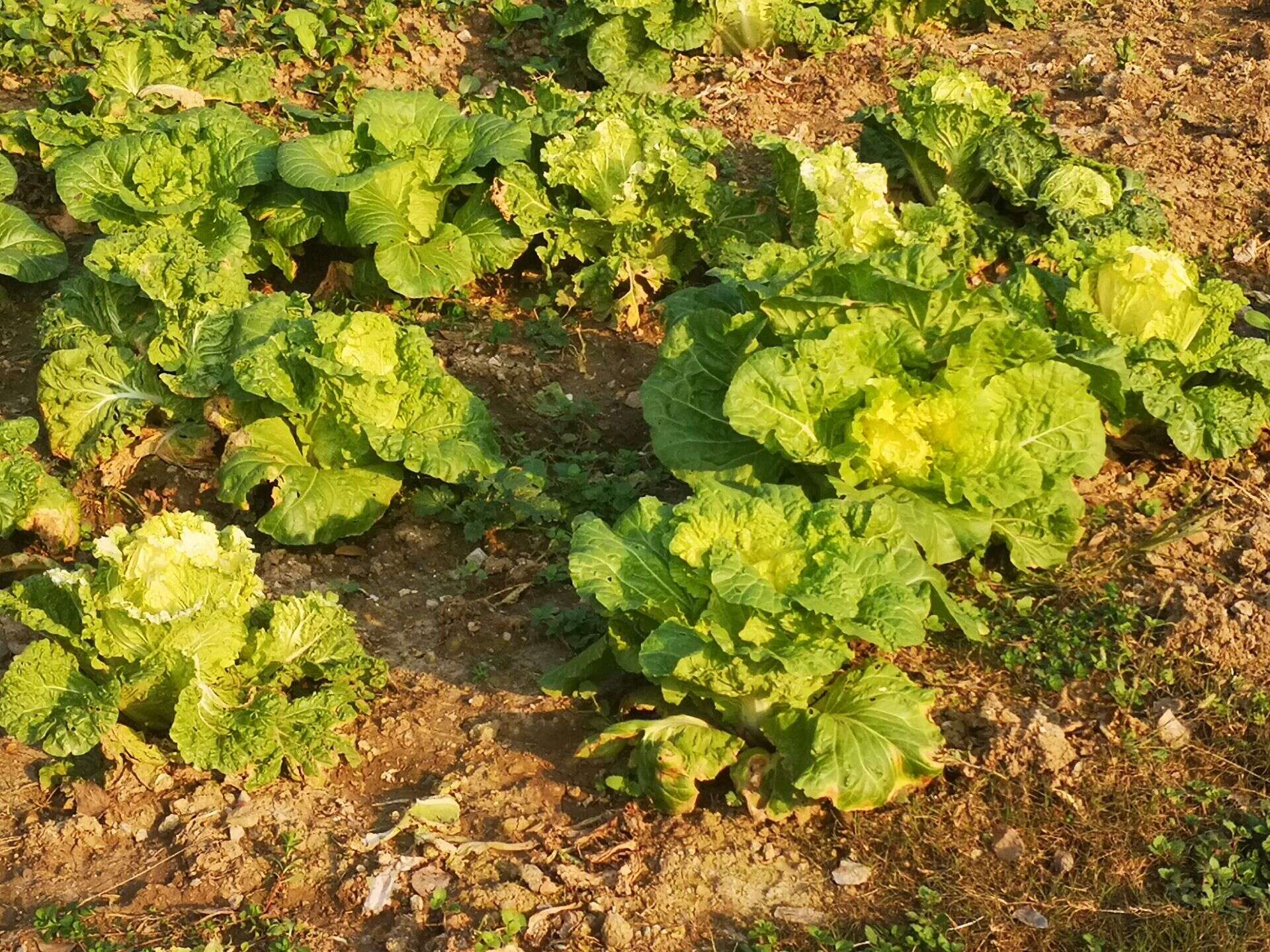 Image of Napa cabbage