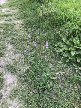 Image of Gulf vervain