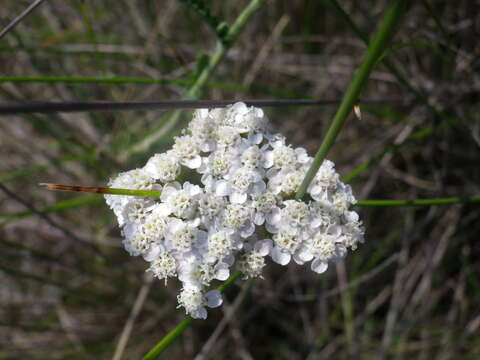 Image of Achillea euxina Klok.