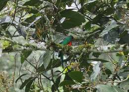 Image de Quetzal doré