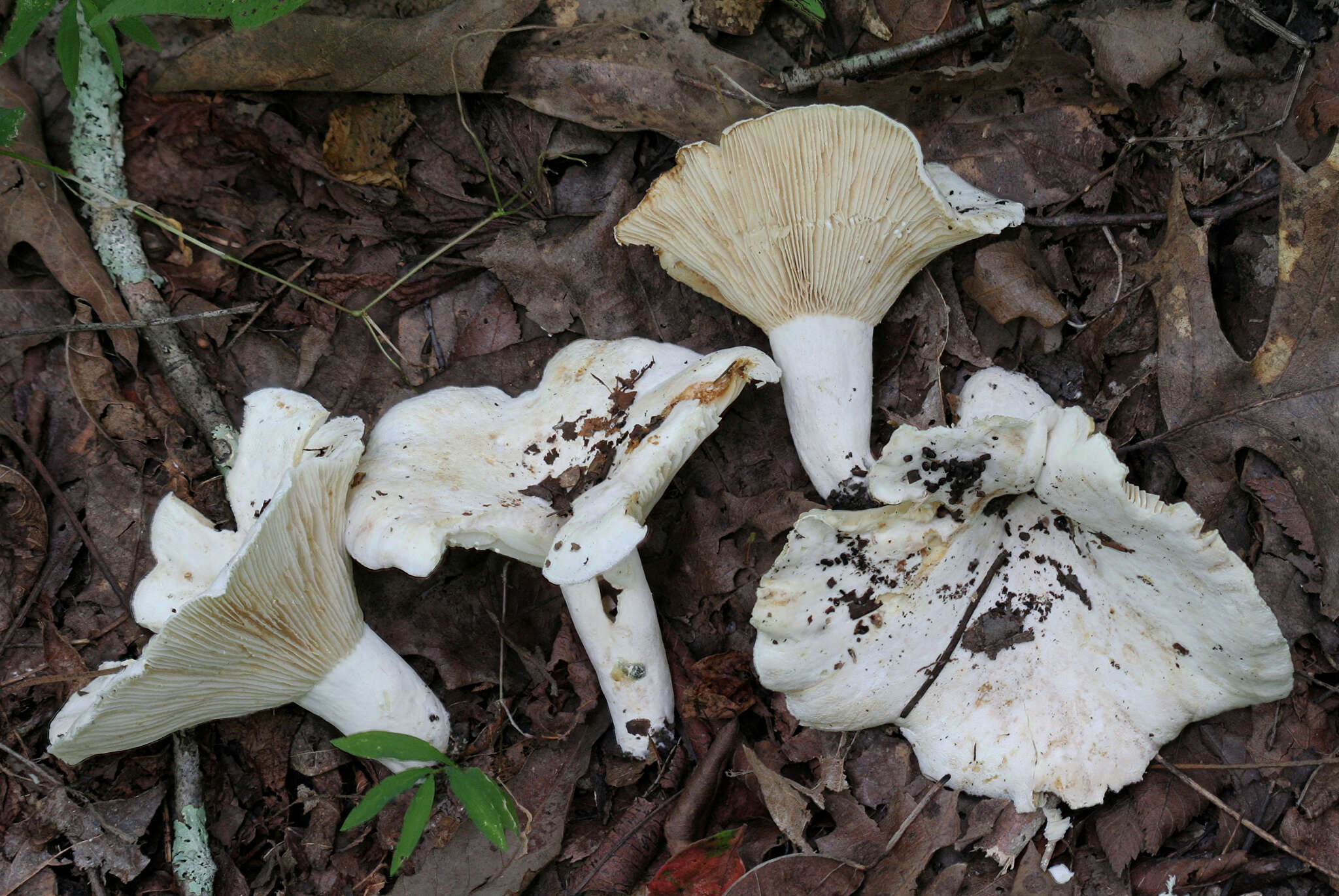 Image de Lactifluus subvellereus (Peck) Nuytinck 2011