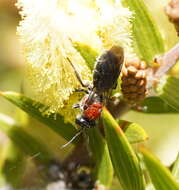 Lasioglossum callomelittinum (Cockerell 1910)的圖片