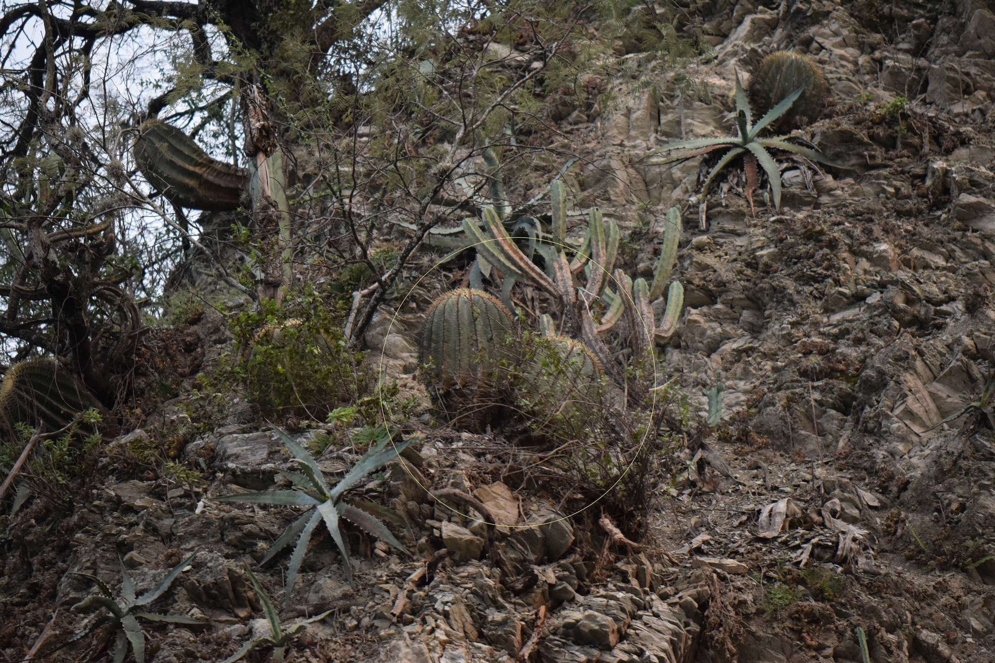 Ferocactus glaucescens (DC.) Britton & Rose resmi