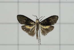 Image of Saptha divitiosa Walker 1864