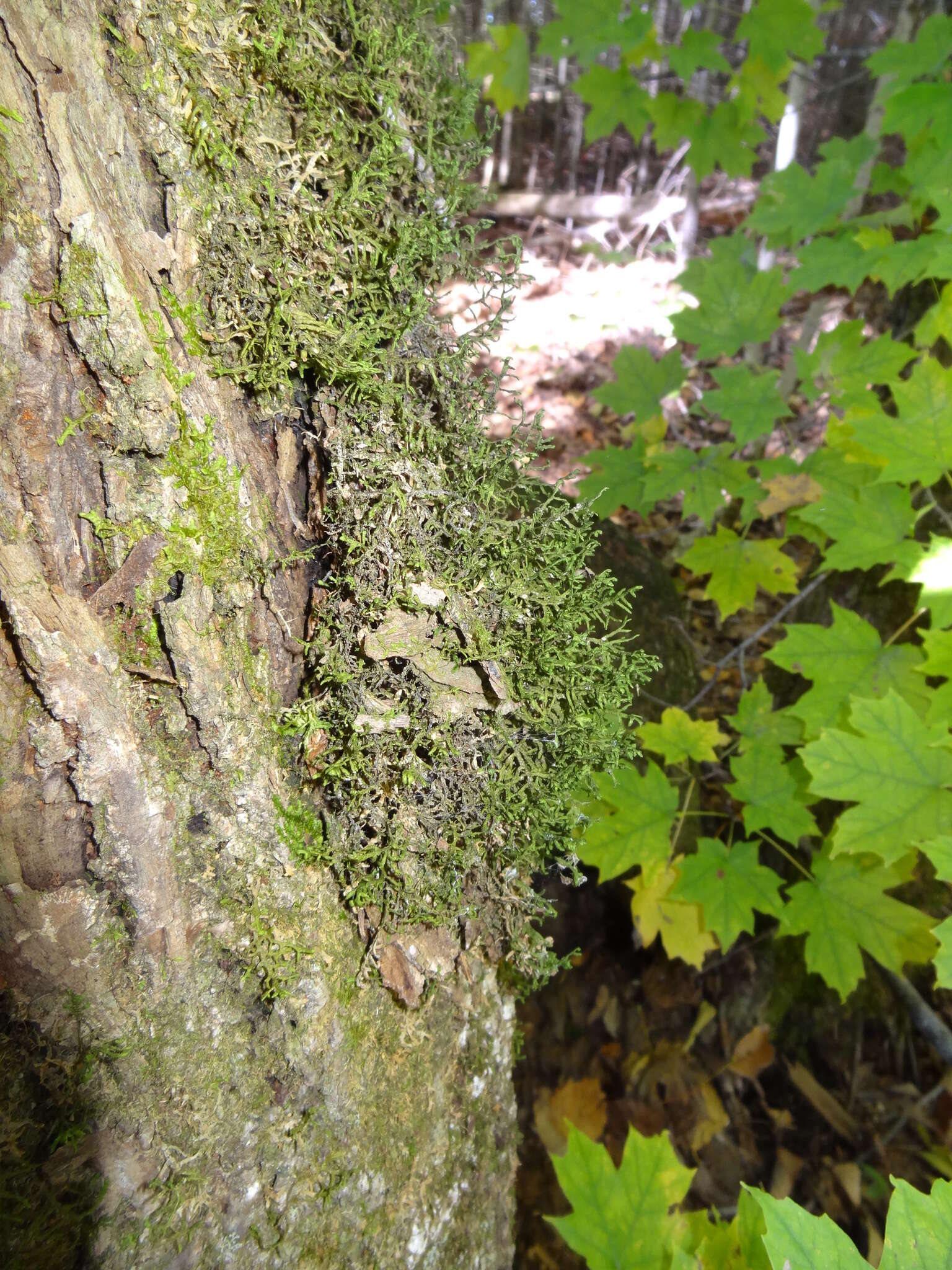 Image of Wall Scalewort