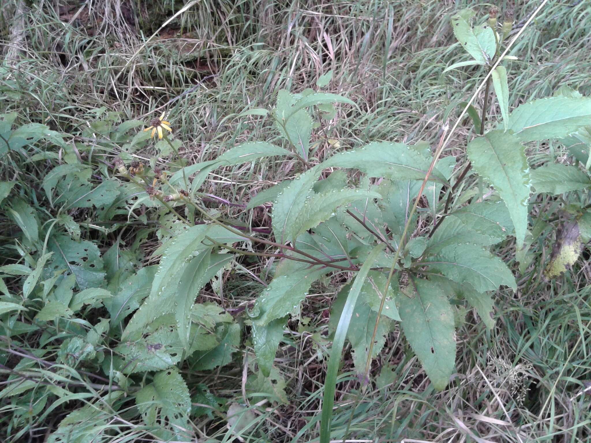 Imagem de Senecio nemorensis L.