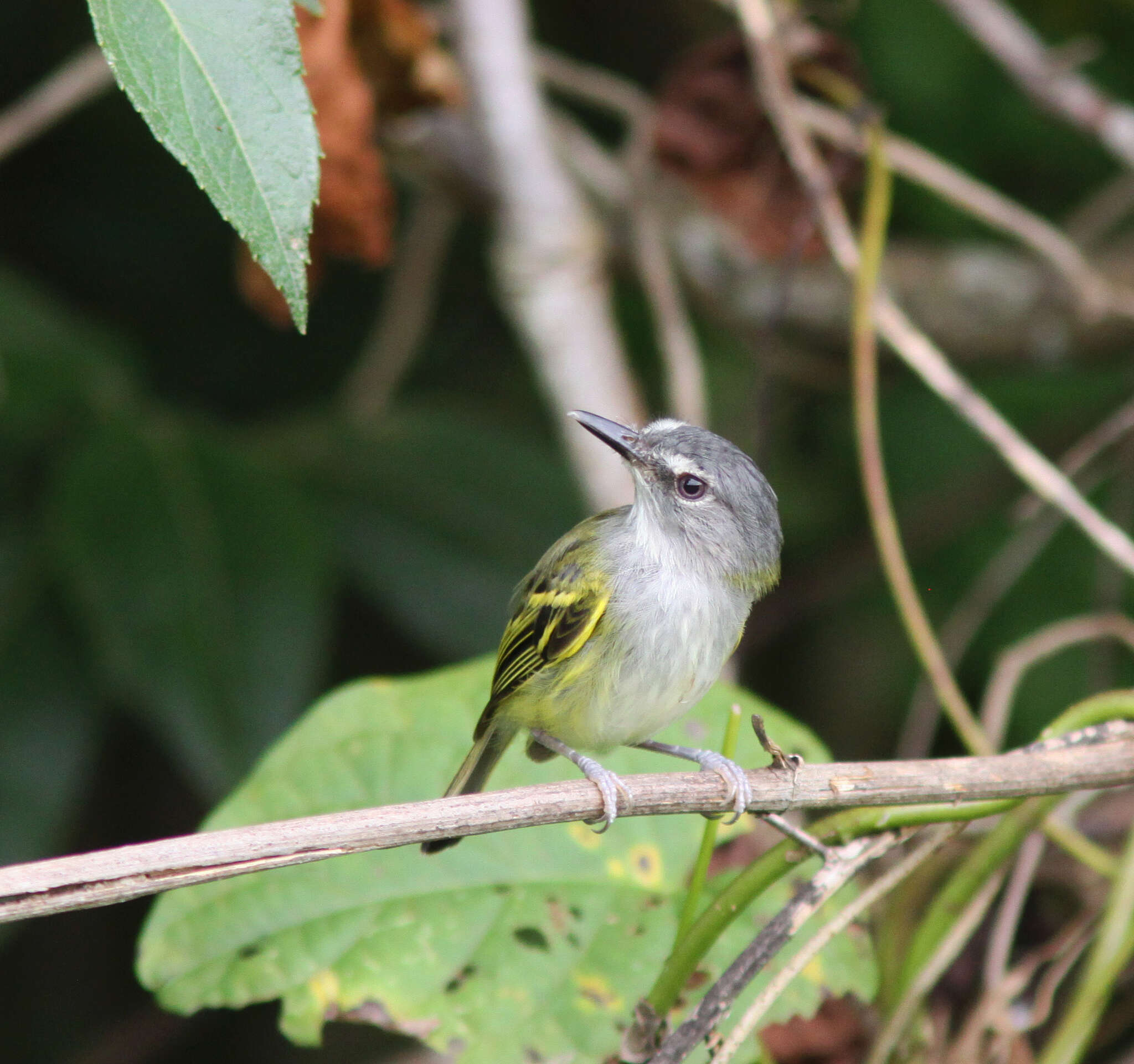 Image of Slate-headed Tody-Flycatcher