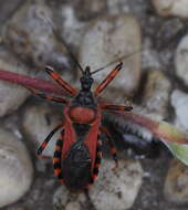 صورة Rhynocoris iracundus (Poda 1761)