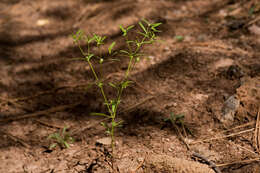 Image of blackseed spurge