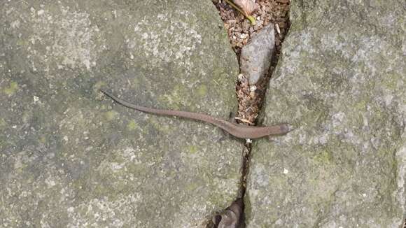 Image of Skink Tegu