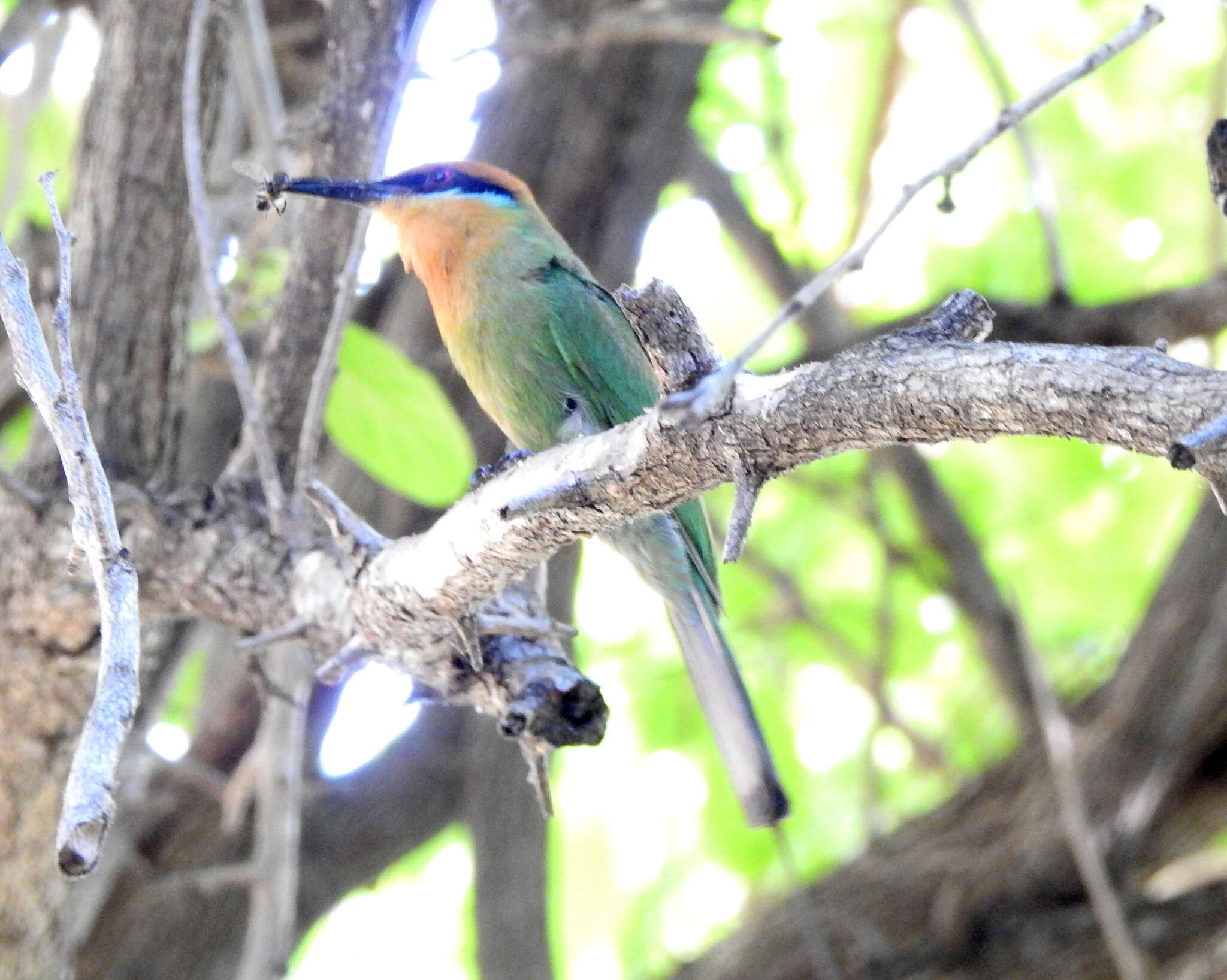 Image of Böhm's Bee-eater