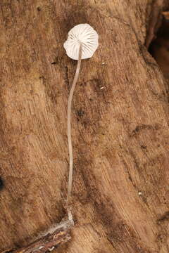 Image of Mycena mirata (Peck) Sacc. 1887