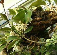 Image of Waxflowers