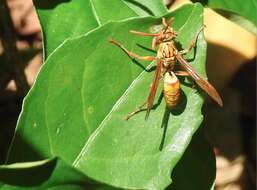 Image of Polistes japonicus de Saussure 1858