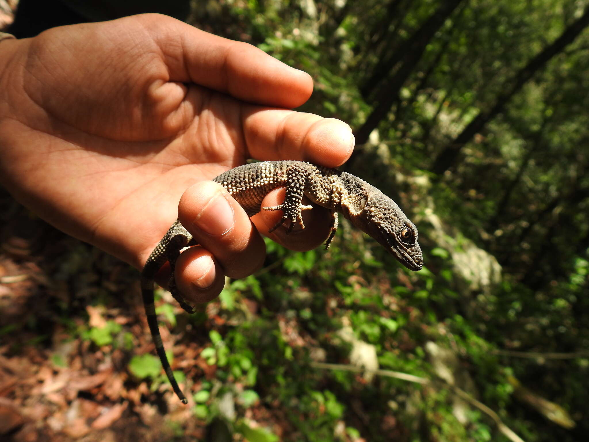 Image of Flathead Knob-scaled Lizard