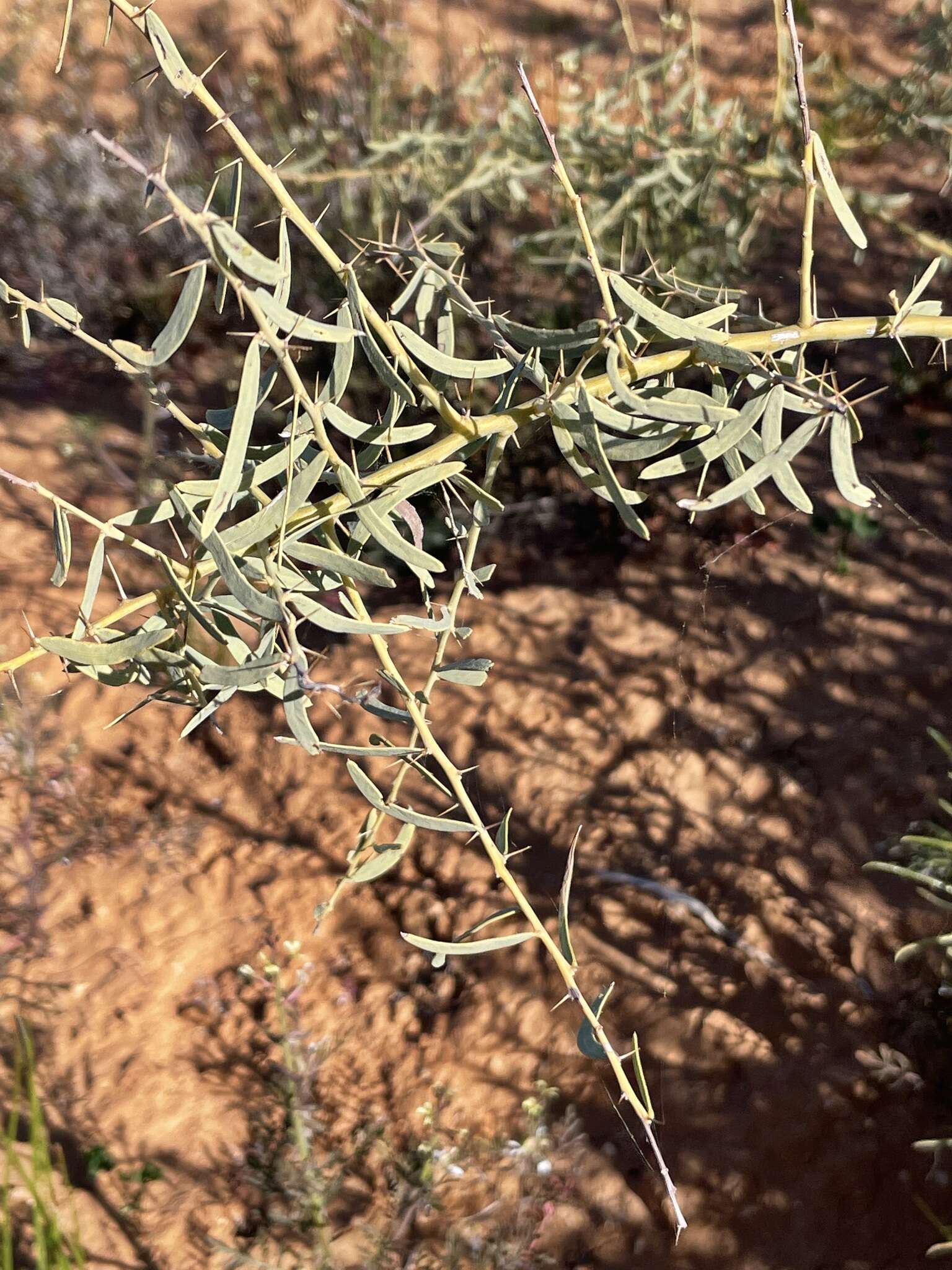 Imagem de Acacia victoriae subsp. victoriae
