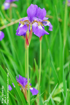 Image of blood iris