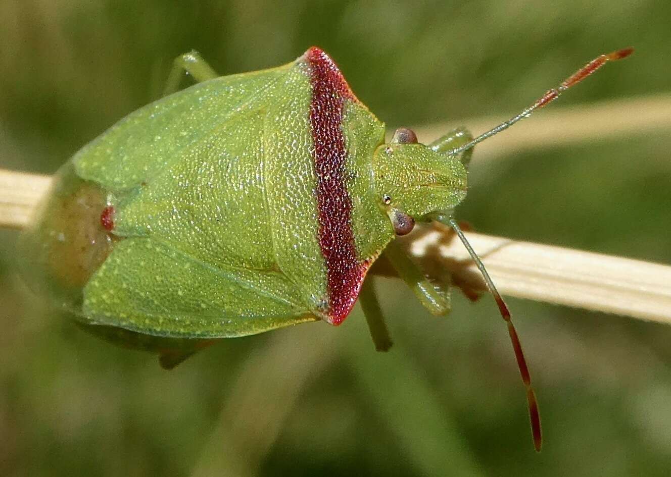 Image of Thyanta pallidovirens (Stål 1859)